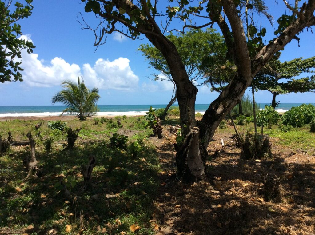 Palm Garden 12 000 square meter plot
