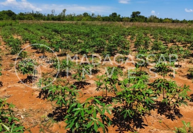 image showing a large 10 hectare farmland plot near Ambanja Madagascar