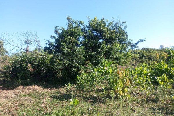 Land and cheap land near Foulpointe Madagascar 14